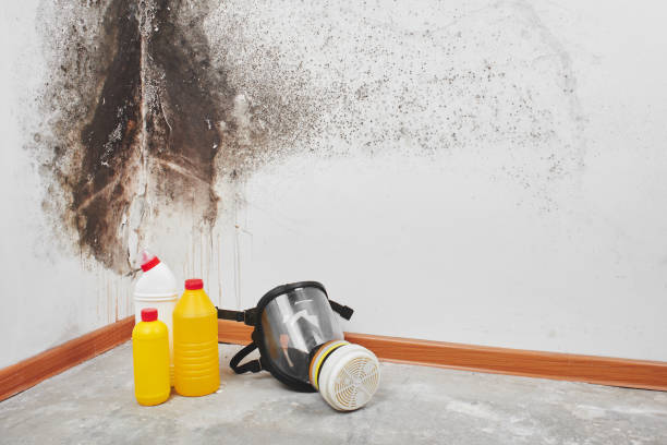 Best Black Mold Removal  in East Prairie, MO