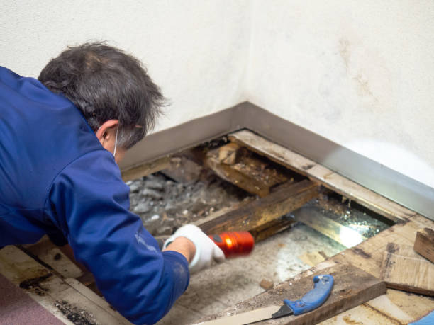 Best Same-Day Mold Removal  in East Prairie, MO