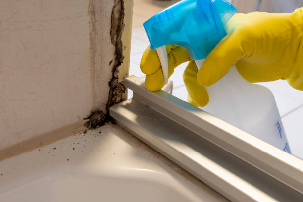 Mold Testing and Removal in East Prairie, MO