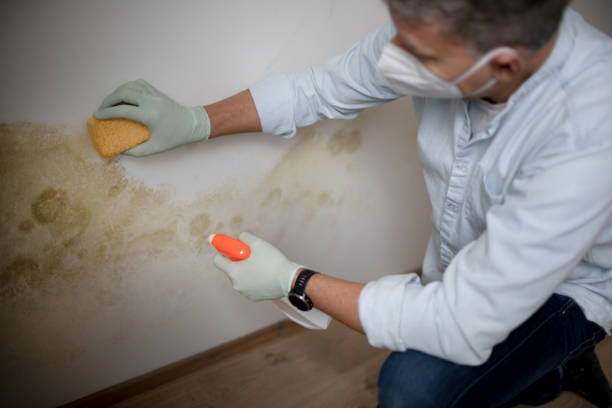 Best Emergency Mold Removal  in East Prairie, MO