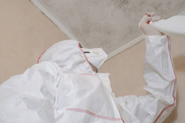 Best Office Mold Removal Services  in East Prairie, MO