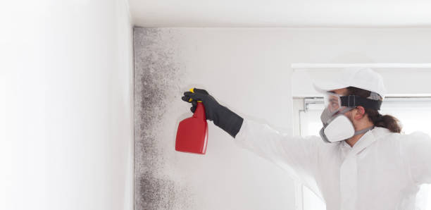 Best Mold Remediation  in East Prairie, MO