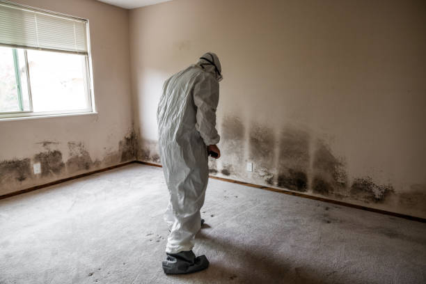 Best Best Mold Removal Companies  in East Prairie, MO