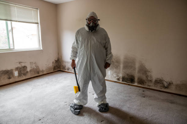 Best Home Mold Removal  in East Prairie, MO