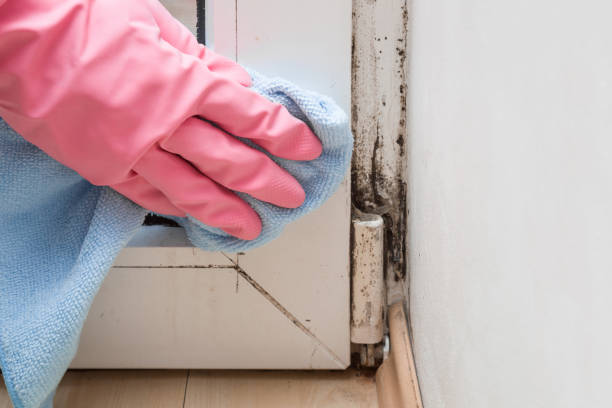 Best Emergency Mold Removal  in East Prairie, MO