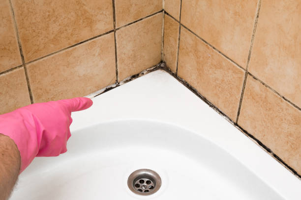 Best Local Mold Removal Service  in East Prairie, MO